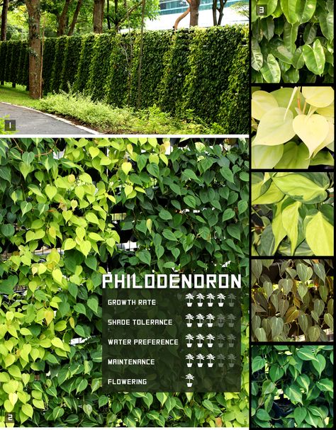 Know your plant – Philodendron scandens – Urban Green Lab Green Wall Plants, Philodendron Hederaceum, Vertical Planting, Philodendron Scandens, Leafy Plants, Vertical Gardens, Elephant Ears, Plant Wall, Green Wall