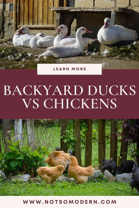 Trying to decide between raising backyard ducks or chickens? Check out this article to discover the 10 incredible pros and cons for each type of bird. Find out which one is perfect for your homestead and start enjoying fresh eggs and adorable companionship today! 🦆🐔 #backyardducks #backyardchickens #homesteadingtips Raising Ducks And Chickens Together, How To Raise Ducks For Eggs, Raising Ducks Vs Chickens, Ducks Vs Chickens, Meat Chickens Breeds, Ducks And Chickens Living Together, Chickens Eating Their Eggs, Mosquito Larvae, Muscovy Duck