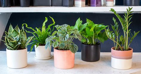 5 indoor houseplants you can't kill.  For those who weren't born with a natural green thumb and are catching up on how to care for a plant, there's hope for you yet. Indoor Plants Low Light, Houseplants Low Light, Small Indoor Plants, Sansevieria Trifasciata, Pothos Plant, Best Indoor Plants, Cactus Decor, Houseplants Indoor, Bedroom Plants