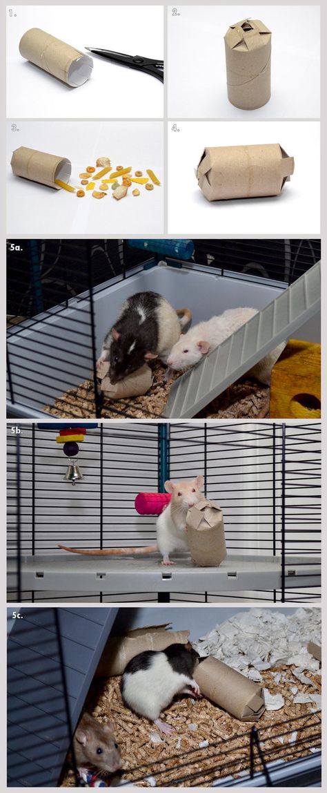 This is a little guide to making your own boredom-breaker treat box toy for your rats; I make these at random as a way to keep my ratties busy for a while. I'm sure others have thought of similar t... Hamster Toys Diy, Diy Rat Toys, Rattus Rattus, Rat Care, Bunny Ideas, Hamster Diy, Pet Diy, Diy Bunny, Rat Toys