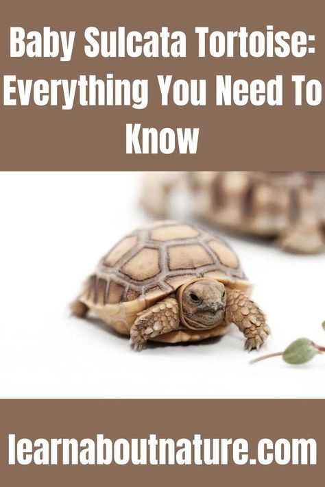 Baby Sulcata Tortoise: Everything You Need To Know Tortoise Table, Baby Tortoise, Sulcata Tortoise, About Nature, Reptiles, Tortoise, Adoption, Need To Know, Pet