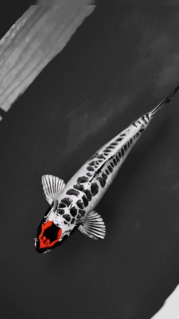 Tancho Koi, Koi Fish Colors, Pretty Fish, Koi Ponds, Koi Art, Aquarium Landscape, Pond Water Features, Carpe Koi, Koi Fish Pond