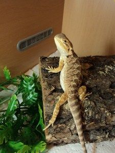 The legendary "sexy leg" - a bearded dragon's way to show that s/he is feeling relaxed! Learn more about bearded dragon body language here. Bearded Dragon Care Sheet, Body Language Tips, Bearded Dragon Diy, Bearded Dragon Funny, Bearded Dragon Cage, Lizard Species, Bearded Dragon Habitat, Bearded Dragon Diet, Baby Bearded Dragon