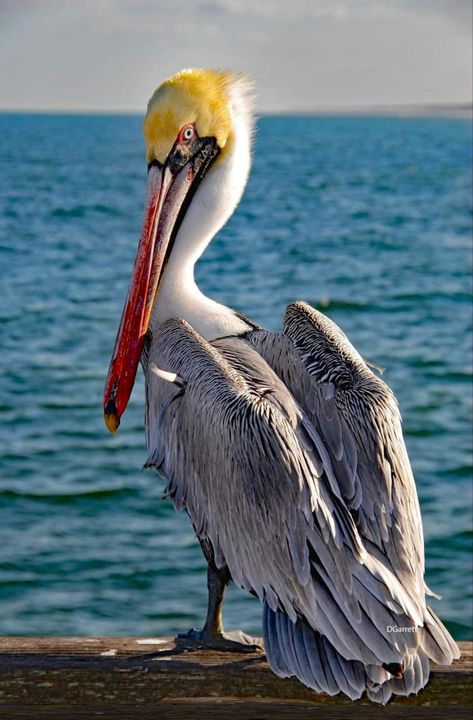 Southern coasts of the US — Atlantic, Gulf, or Pacific. Nonbreeding adults have a white head and neck. Breeding adults on the Atlantic coast have a yellow wash on their head, a dark neck, and a brown throat pouch. Pelican Art Painting, Pelican Drawing, Dark Neck, Ocean Art Painting, Pelican Art, Pelican Bird, Brown Pelican, Coastal Birds, Beautiful Scenery Photography