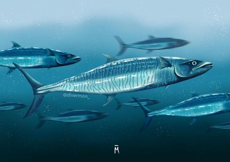 Spanish mackerel swimming underwater art artwork procreate painting fish White Worms, Procreate Painting, Mackerel Fish, Swimming Underwater, Spanish Mackerel, Painting Fish, Underwater Art, Fish Swimming, Fish Painting