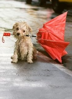 Fabulously French: bienvenue le printemps.... Cute Umbrellas, Red Umbrella, Love Rain, Singing In The Rain, Walking In The Rain, Dancing In The Rain, Whippet, Mans Best Friend, Rainy Days