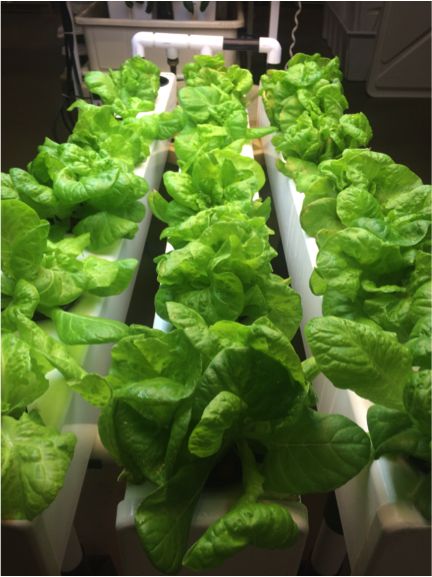 Growing Lettuce Indoors, Indoor Hydroponic Gardening, Hydroponic Lettuce, Planting Lettuce, Private Instagram, Herb Diy, Hydroponics Diy, Growing Lettuce, Aquaponic Gardening