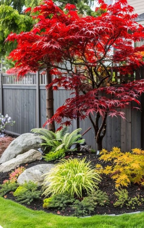 Japanese Maple Garden Design, Japanese Maple And Hydrangea, Japanese Maple Tree Landscape, Hanging Plant Decor, Cake Women, Maple Tree Landscape, Japanese Maple Garden, Pumpkin Pie From Scratch, Neapolitan Cake