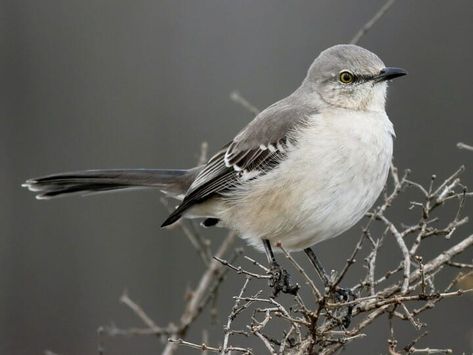 Northern Mockingbird Identification, All About Birds, Cornell Lab of Ornithology Northern Mockingbird, White Wing, Birds Singing, Different Birds, White Wings, Arkansas, Bright White, At Night, Singing