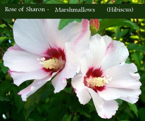 Korean Hibiscus, Biblical Garden, Rose Of Sharon, Pink Garden, Scented Soy Candles, Types Of Flowers, Flower Images, Lily Of The Valley, Soy Candles