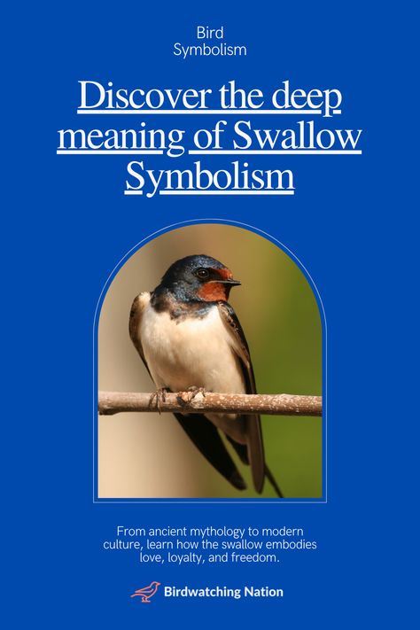 Explore the fascinating world of 'Swallow Symbolism' with this engaging pin! Swallows, known for their elegance, are more than just birds – they are symbols of love, loyalty, freedom and more. This pin delves into how various cultures revere swallows, making it a must-see for those interested in cultural symbolism and bird enthusiasts. Enhance your understanding of swallow symbolism and let these birds inspire your daily life. Pin now for a deep dive into the world of swallow symbolism! 🕊️ Swallow Bird Meaning, Swallow Symbolism, Bird Symbolism, Bird Meaning, Out Of Comfort Zone, Symbols Of Love, Spring In Japan, Old Friendships, Swallow Tattoo