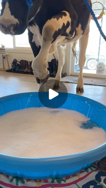 Elias Herrera on Instagram: "Spa day for Bruce! #cow #brucethecow #farm #animals" Bruce The Cow, Funny Farm Animals Videos, Cow Videos For Kids, Pictures Of Cows, Funny Cow Videos, Farm Animal Videos, Cow Videos, Cow Crafts, Funny Farm Animals