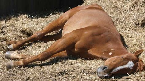 Horses can doze standing up, but must be lying down to experience important REM (rapid eye movement) sleep - even if it's just for a few minutes at a time during the day. Horse Lying Down, Horse Sleeping, Sleeping Horse, Miniature Horse Foal, Dynamic Posing, Eye Movement, Cattle Feed, Anatomy Practice, Western Stuff