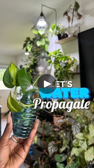 212K views · 14K reactions | Save your coin and make plants at home for FREE! 🪴💵 Propagating is one of the easiest ways to double your collection for the low. #PlantMom #PlantLover #Propagation #WaterPropagation #plantsofTikTok | Paige Tailyn Johnson | Paige Tailyn Johnson · Original audio Plants At Home, Plant Growing, Plant Mom, The Low, Plant Lover, Secret Garden, Save Yourself, Diy Garden, Blossom