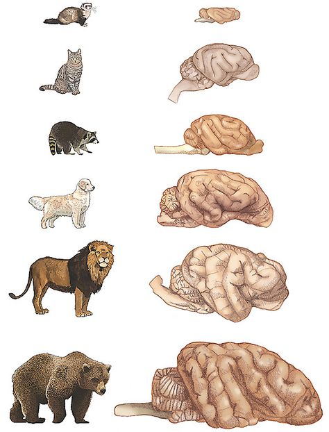 Animal Intelligence, Brain Size, Cat Brain, Female Lion, Vanderbilt University, Brain Cells, Dog Brain, Pet Vet, List Of Animals