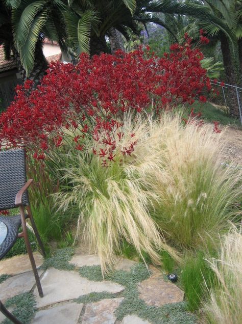 KANGAROO PAW - MEXICAN FEATHER GRASS - DYMONDIA Red Kangaroo Paw, Kangaroo Paw Garden, Tree Front Yard, Hesperaloe Parviflora, Red Yucca, Mesquite Tree, Red Kangaroo, Low Water Gardening, Australian Native Garden