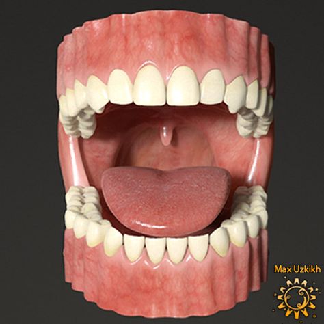 Mouth Anatomy, Human Mouth, Improve Nutrition, Human Teeth, Anatomy Models, Tongue Health, Canvas Learning, Stained Teeth, Natural Teeth Whitening