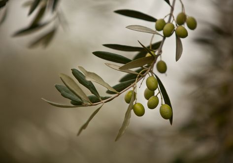 Ever wanted to pick and pickle your own olives? We took a road trip out to McIvor Estate to learn how. Olive Brine, Garden Centers, Flower Boutique, Virginia Usa, Olive Gardens, Botanical Beauty, Handmade Journals, Olive Tree, Olive Branch