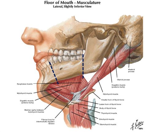 Mouth Anatomy, Craniosacral Therapy, Dental Anatomy, Face Anatomy, Spine Health, Medical School Essentials, Muscle Anatomy, Human Anatomy And Physiology, Medical Anatomy