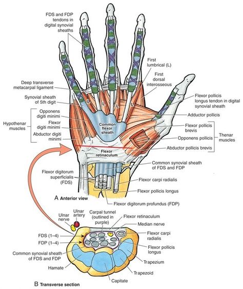 Wrist Anatomy, Upper Limb Anatomy, Hand Anatomy, Median Nerve, Basic Anatomy And Physiology, Human Body Anatomy, Muscle Anatomy, Human Anatomy And Physiology, Medical Anatomy