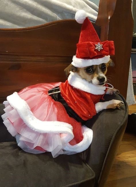 Dog Cuties, Diy Christmas Outfit, Christmas Tree Outfit, Dog Christmas Clothes, Christmas Puppies, Christmas Dog Outfits, Dog Outfits, Easy Diy Christmas Gifts, Animals Christmas