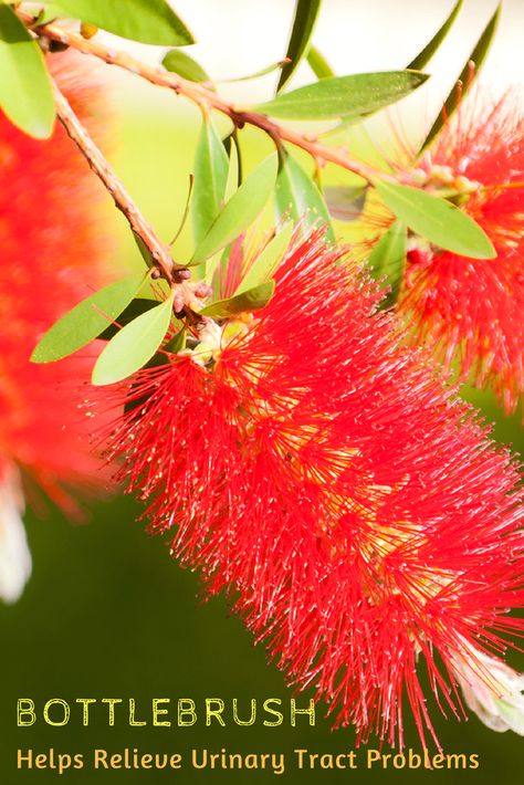 Bottlebrush is an evergreen shrub native to Australia. Its traditional health benefits include relieving urinary tract problems, treating urinary incontinence, and serving as a natural energy drink among many others.  #USimplySeason #spices #Bottlebrush  Source: Health Benefits Times Bottlebrush Plant, Bottlebrush Trees, Natural Energy Drinks, Plant Benefits, Bee Boxes, Bottle Brush Tree, Brush Tree, Healthy Benefits, Patio Landscaping