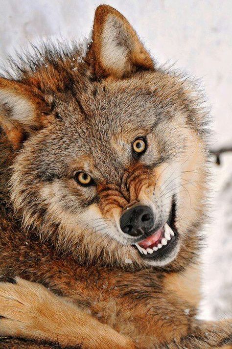 . Angry Wolf, Wolf Images, Wolf Photos, Wolf Love, Wild Wolf, Wolf Pictures, Wolf Spirit, Beautiful Wolves, Wolf Tattoo