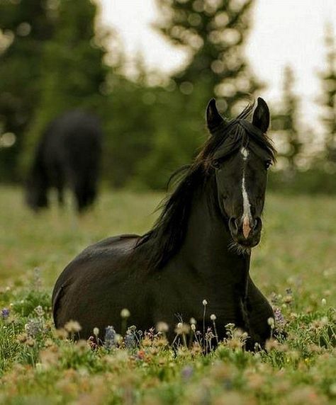 Horse Liberty, Friesian Stallion, Horse Aesthetic, Black Horses, Tapeta Galaxie, Most Beautiful Animals, Majestic Horse, All The Pretty Horses, Horse Crazy