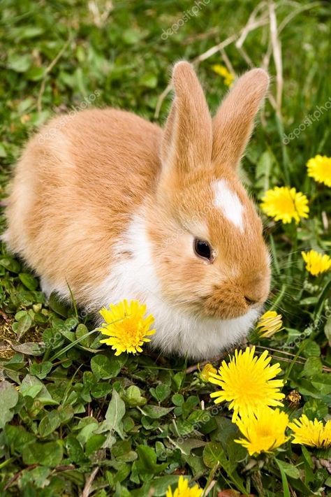 Grass Flowers, Animal Help, Bunny Wallpaper, Rabbit Easter, Happy Pictures, Flowers Yellow, About Easter, Spring Art