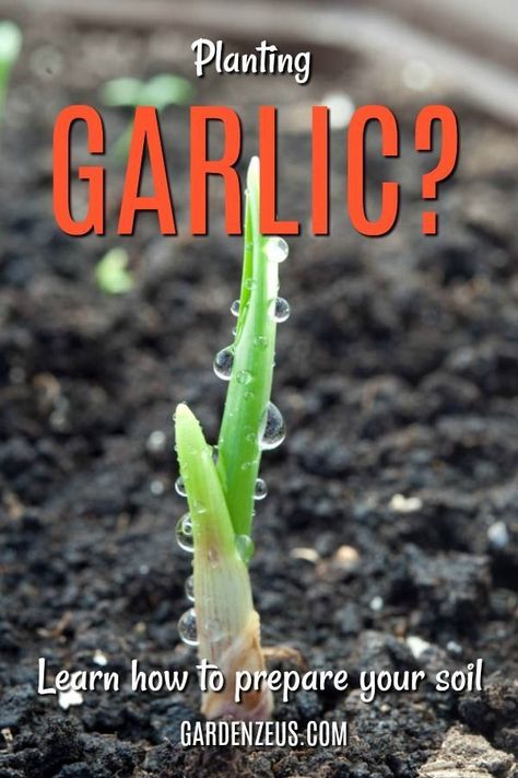 Planting Veggies, Grow Garlic Indoors, Garden Soil Preparation, Gardening Herbs, Grow Garlic, Organic Gardening Pest Control, Planting Garlic, Plant People, Planting Tips