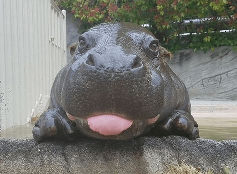 These 13 Animals Smiling Back At You Will Make Your Wednesday Better! - I Can Has Cheezburger? Cute Hippo, Baby Sloth, Baby Animals Pictures, Gloomy Day, Baby Animals Funny, Hippopotamus, Sweet Animals, Animal Photo, Animal Memes