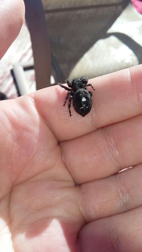 Lucy the bold jumping spider Jumping Spider Pet, Pet Jumping Spider, Bold Jumping Spider, Pretty Spiders, Pet Tarantula, Spiders And Snakes, Spider Species, Get Rid Of Spiders, Jumping Spiders