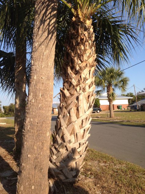 Sabal Palmetto, Sabal Palm, Shade Flowers, Lenny Kravitz, Tree Bark, Palm Tree, Palm Trees, Trunk, Tree Trunk