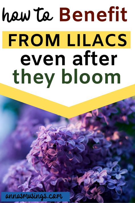 Lilacs are a wonderful early spring bloom. They smell wonderful and have some great healthy benefits too. Learn ways to create items to benefit from lilacs even after they bloom. Lilac Benefits, Lilac Uses, Common Lilac, Morning Shakes, Lilac Plant, Edible Gardens, Edible Wild Plants, Lilac Bushes, Beginning Of Spring