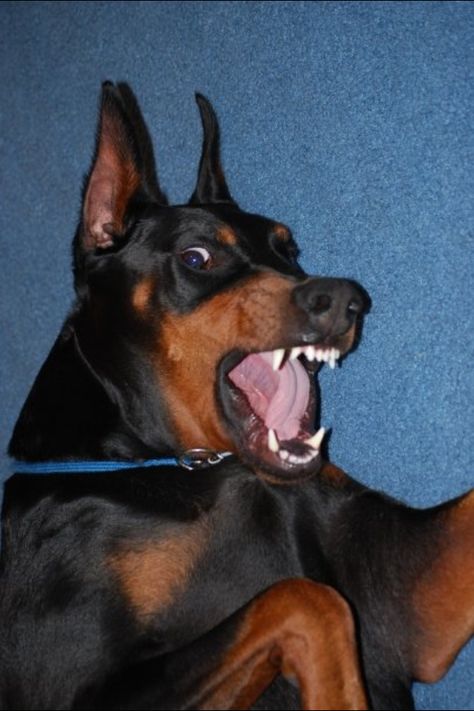 Doberman!!! Rawr, so vicious!!! Lol Mean Doberman, Doberman Tattoo Ideas, Dogs Doberman, Doberman Tattoo, European Doberman, Black Doberman, Doberman Pinscher Puppy, Doberman Love, Pinscher Dog