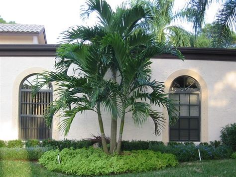 Alexander Palm Alexander Palm, Alexander Palms, King Palm, Beach House Garden, Texas Landscaping, Tropical Landscapes, Florida Baby, Plant Goals, Front Courtyard