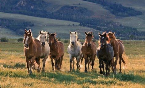 Wild Horse Pictures, Wild Horses Mustangs, Wild Horses Photography, Beautiful Horse Pictures, Mustang Horse, Dream Mansion, Horse Wallpaper, Wild Mustangs, Horse Ranch