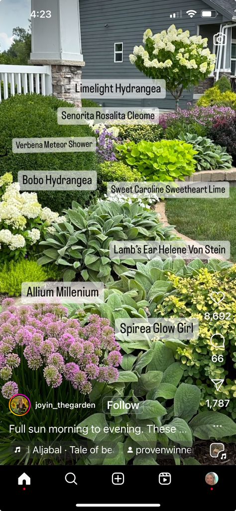 Bobo Hydrangea, Coastal Landscaping, Limelight Hydrangea, Sweet Caroline, Hobby Farm, Front Landscaping, Meteor Shower, Hobby Farms, Garden Landscaping