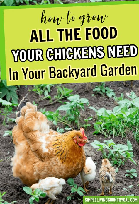 Garden Chickens, What To Feed Chickens, Yard Chickens, Feed Chickens, Urban Homestead, Raising Chicks, Homestead Ideas, Chicken Farming, Backyard Chicken Farming