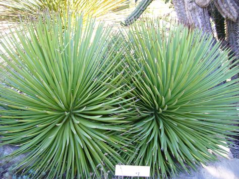 Agave striata Pineapple Guava Tree, Palm Springs Garden, Pineapple Guava, Guava Tree, Succulent Garden Design, Plant Identification, Tree Seeds, Agaves, Succulent Plants