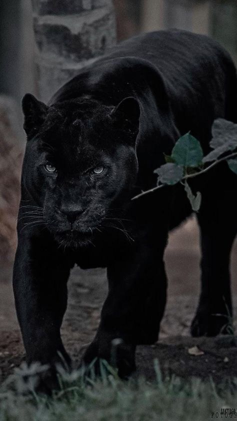 Black Jaguar Animal, Black Panther Images, Black Panther Cat, Panther Cat, Jaguar Animal, Fierce Animals, Native American Wisdom, Scary Dogs, Black Jaguar