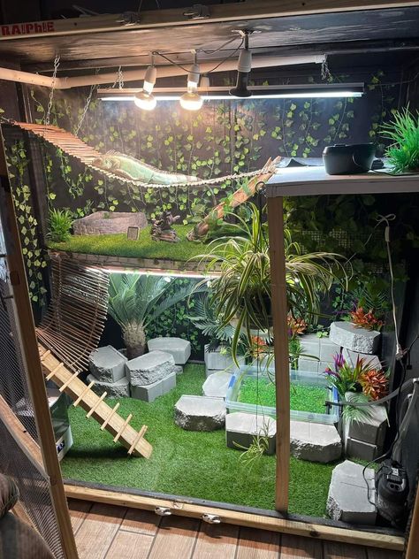 Iguana Habitat Diy, Reptile Enclosure In Bedroom, Tall Bearded Dragon Enclosure, Iguana Terrarium Ideas, Beard Dragon Terrarium, Iguana Enclosure Ideas, Iguana Enclosure Indoor, Tegu Lizard Enclosure, Aesthetic Bearded Dragon Cage