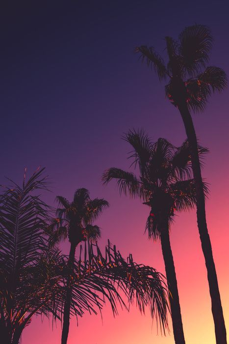 Sunset Wall Mural, Trees Wallpaper, Palm Trees Wallpaper, Palm Trees Painting, Palm Tree Sunset, Tropical Background, Planets Wallpaper, Night Background, Destination Photography