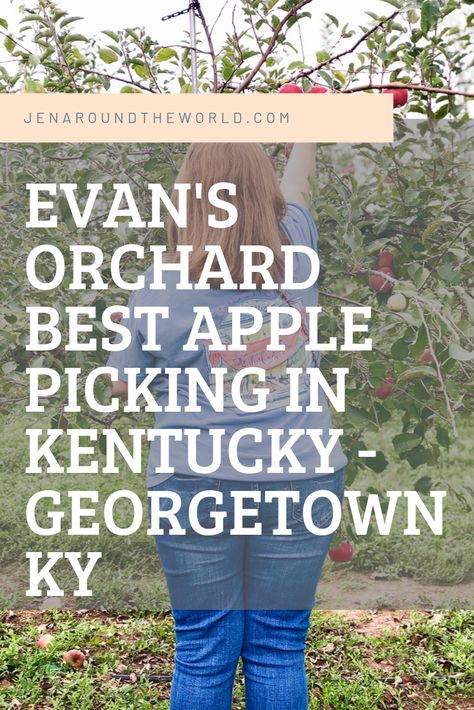 Evan's Apple Orchard - Georgetown KY - Visit Their Annual Apple Festival - Jen Around the World Georgetown Ky, Kentucky Tourism, Kentucky Attractions, Garden Vertical, Scott County, Apple Festival, Fall Family Fun, Kentucky Travel, Honeymoon Ideas