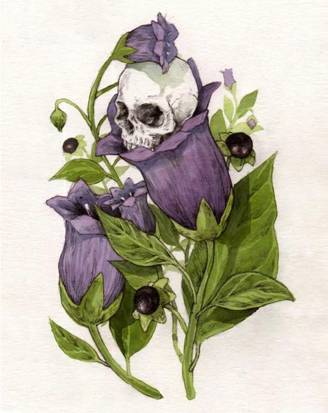 Belladonna Flower, Nightshade Flower, Deadly Plants, Arte Peculiar, Plant Aesthetic, Plant Drawing, Botanical Illustration, Flower Tattoos, Flower Drawing