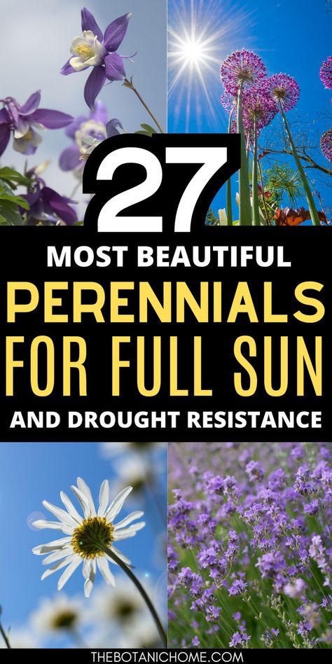 Four images of full sun perennial flowers. Text reads: 27 most beautiful perennials for full sun and drought resistance. Sun Flower Beds Ideas, South Side Of House Landscaping, Flower Beds In Front Of House Perennials, Full Sun Perineal Flower Bed Ideas, Morning Sun Perennials, Full Sun Drought Tolerant Perennials, Perineal Flowers Full Sun, Morning Sun Afternoon Shade Perennials, Perrenials For Full Sun Front Yards