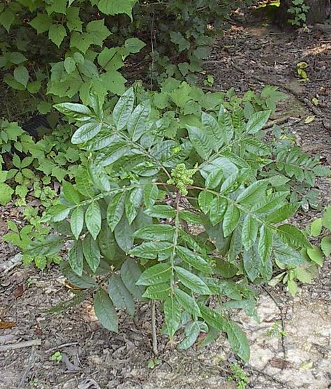 Poison Sumac Leaves Poison Sumac Plant, Sumac Plant, Poison Ivy Relief, Plants Identification, Poison Plants, Poison Sumac, Mucus Relief, Florida Trees, Poison Oak