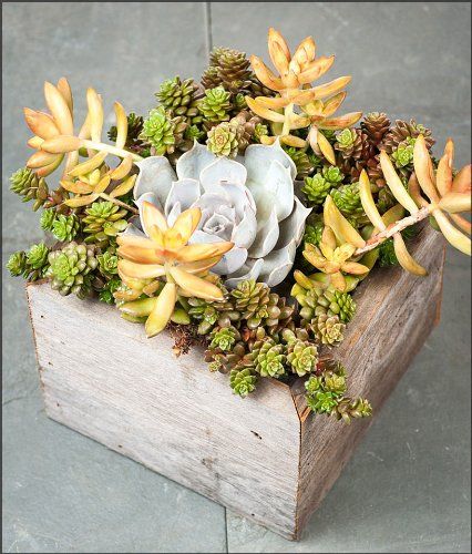 Succulents: Shooting Stars Succulent Garden Box Wood Succulent Planter, Planter Arrangements, Sympathy Plants, Rectangle Tables, Succulent Centerpieces, Wood Planter, Colorful Succulents, Succulent Gardening, Wood Planters