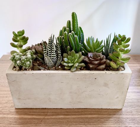 Succulent Arrangements Rectangle Pot, Rectangle Succulent Arrangements, Modern Succulent Arrangements, Succulents In Rectangle Planter, Rectangular Planters Indoor, Succulent Composition, Indoor Mini Garden, Suculent Plants, Long Planter