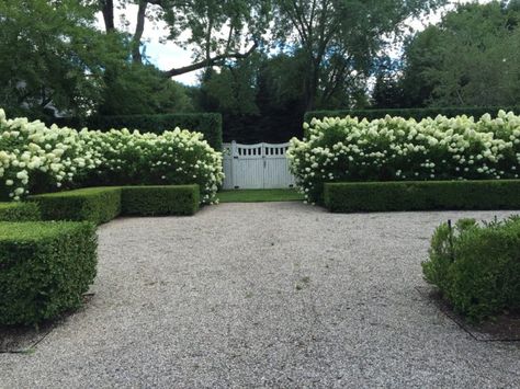 Hydrangea Paniculata Limelight, Boxwood Landscaping, Deborah Silver, Limelight Hydrangea, Gravel Driveway, Creative Landscape, Hydrangea Paniculata, Giant Flowers, Landscape Features